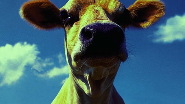 Artikel teaser billede