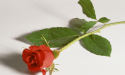 Artikel teaser billede