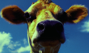 Artikel teaser billede