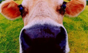 Artikel teaser billede